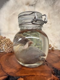 Image 3 of Baby Bunny