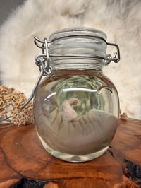 Image 4 of Baby Bunny