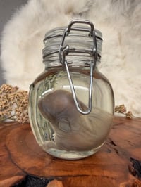 Image 5 of Baby Bunny