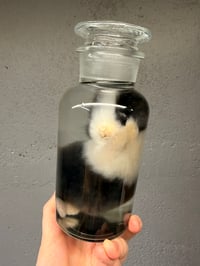 Image 1 of Juvenile Bunny