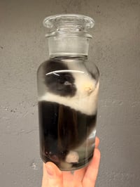 Image 2 of Juvenile Bunny