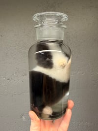 Image 3 of Juvenile Bunny