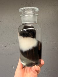 Image 4 of Juvenile Bunny