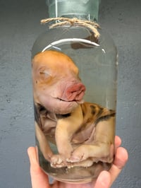 Image 1 of Kune Kune Piglet 