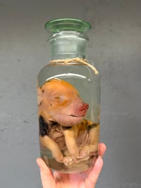 Image 2 of Kune Kune Piglet 