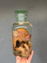 Image 3 of Kune Kune Piglet 