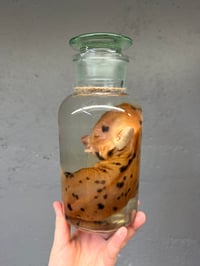 Image 4 of Kune Kune Piglet 