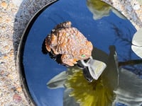 Image 14 of Brown toad charm 