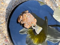 Image 15 of Brown toad charm 