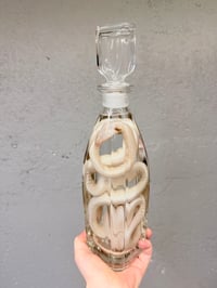 Image 3 of White Corn Snake