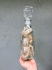 Image 4 of White Corn Snake