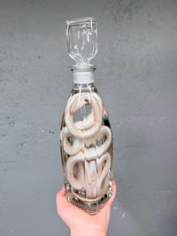 Image 2 of White Corn Snake