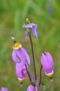 Image 1 of  Broad-Leaved Shooting Star : Dodecatheon hendersonii