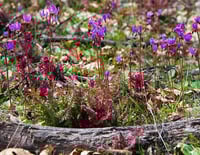 Image 3 of  Broad-Leaved Shooting Star : Dodecatheon hendersonii