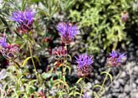 Coyote Mint : Monardella odoratissima