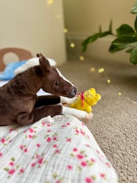 Image 2 of Coal's Bedtime Bundle Accessory Pack (accessories only)