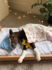 Image 1 of Coal's Bedtime Bundle Accessory Pack (accessories only)