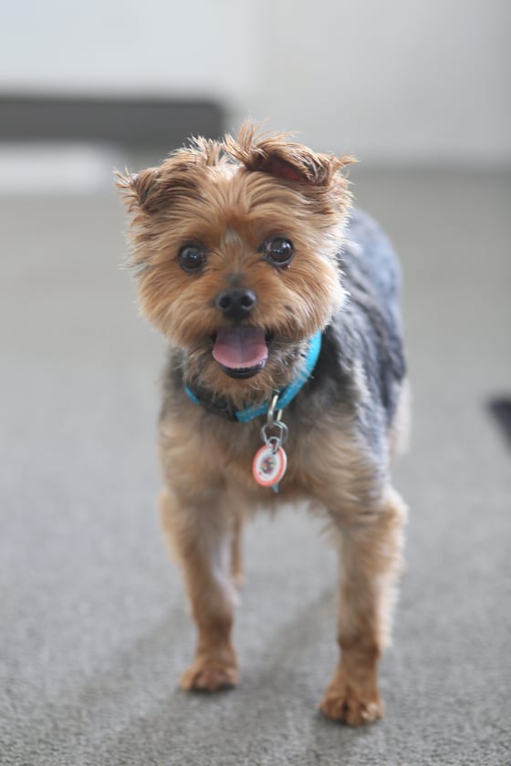 Image of POOCHES & PURRS | $175 PLUS 5 HI RESOLUTION DIGITAL FILES and matching WEB FILES