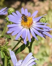 Lindsey C custom order SMALL plants - (C's native biz)