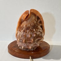 Image 6 of Lampe coquillage vintage Casque rouge sur socle bois Île Maurice 1970 décoration bord de mer 