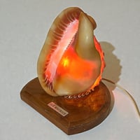 Image 1 of Lampe coquillage vintage Casque rouge sur socle bois Île Maurice 1970 décoration bord de mer 