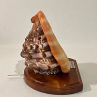 Image 7 of Lampe coquillage vintage Casque rouge sur socle bois Île Maurice 1970 décoration bord de mer 