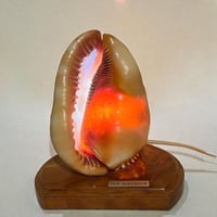 Image 2 of Lampe coquillage vintage Casque rouge sur socle bois Île Maurice 1970 décoration bord de mer 