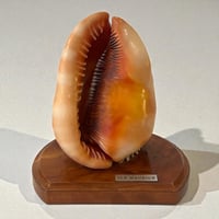 Image 4 of Lampe coquillage vintage Casque rouge sur socle bois Île Maurice 1970 décoration bord de mer 
