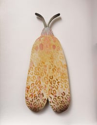 Image 2 of Leopard Moth