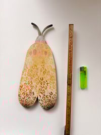 Image 5 of Leopard Moth