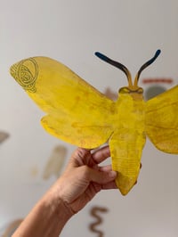 Image 2 of Yellow Bandit Butterfly