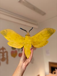 Image 3 of Yellow Bandit Butterfly