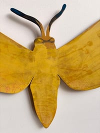 Image 4 of Yellow Bandit Butterfly