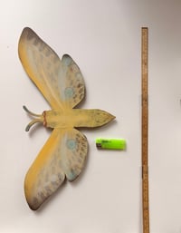 Image 5 of Blue winged Bandit Butterfly