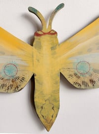 Image 2 of Blue winged Bandit Butterfly