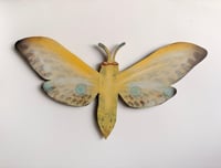 Image 4 of Blue winged Bandit Butterfly