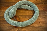 Image 1 of Snuggle Serpent
