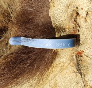 Image of Grizzly Bear Skin