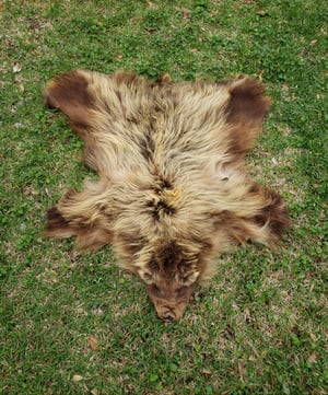 Image of Grizzly Bear Skin