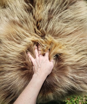 Image of Grizzly Bear Skin