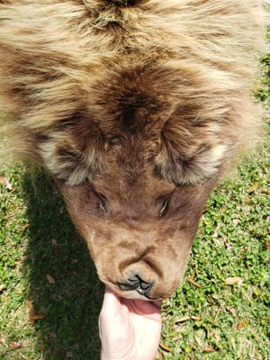 Image of Grizzly Bear Skin