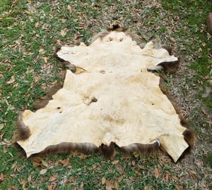 Image of Grizzly Bear Skin