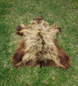 Image of Grizzly Bear Skin