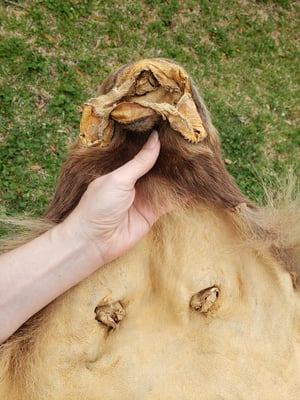 Image of Grizzly Bear Skin