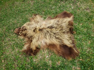 Image of Grizzly Bear Skin