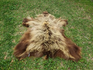 Image of Grizzly Bear Skin