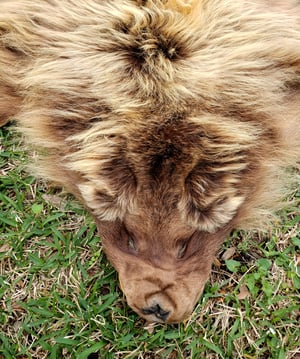 Image of Grizzly Bear Skin