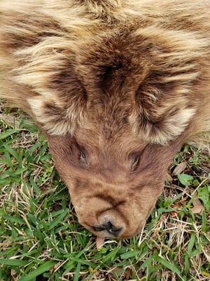 Image of Grizzly Bear Skin