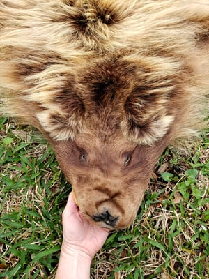Image of Grizzly Bear Skin