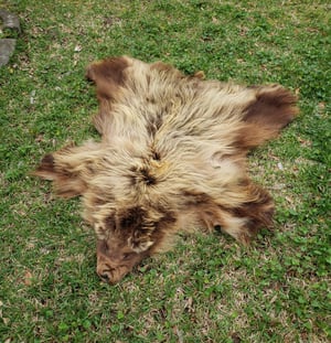 Image of Grizzly Bear Skin